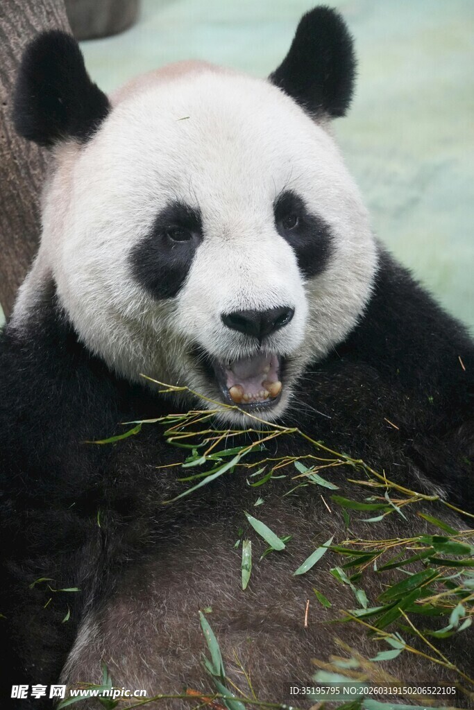 憨态熊猫惬意享食竹叶