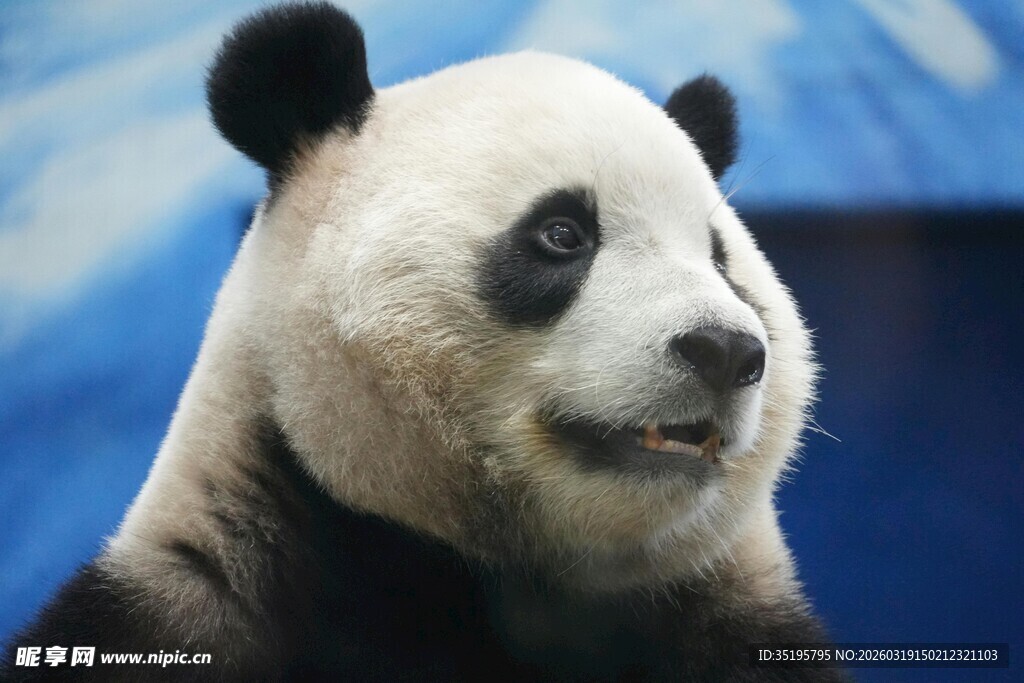 可爱大熊猫憨态可掬