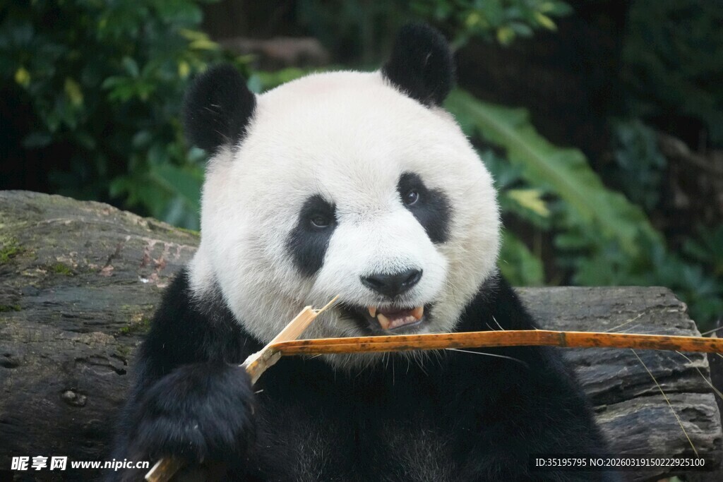 熊猫惬意啃食竹子