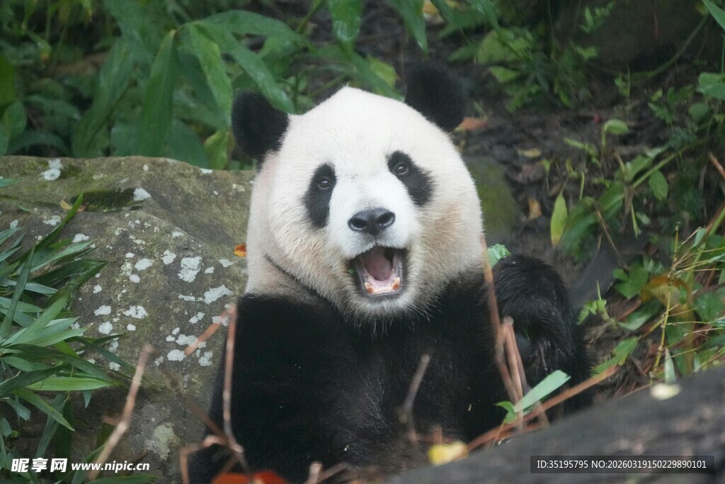张嘴熊猫坐于绿植间