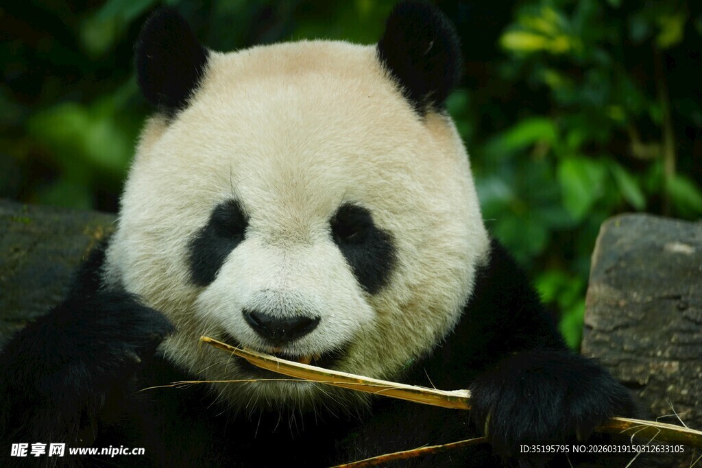 憨态可掬熊猫进食瞬间