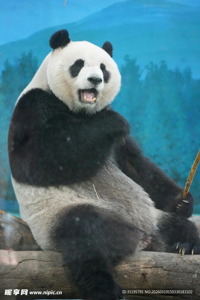 悠闲大熊猫坐于木头上