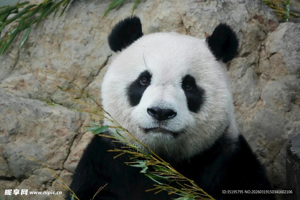 憨态熊猫进食竹叶瞬间