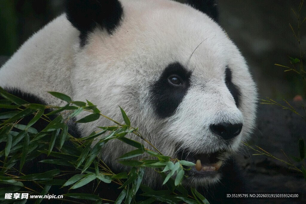 熊猫惬意进食嫩绿竹叶