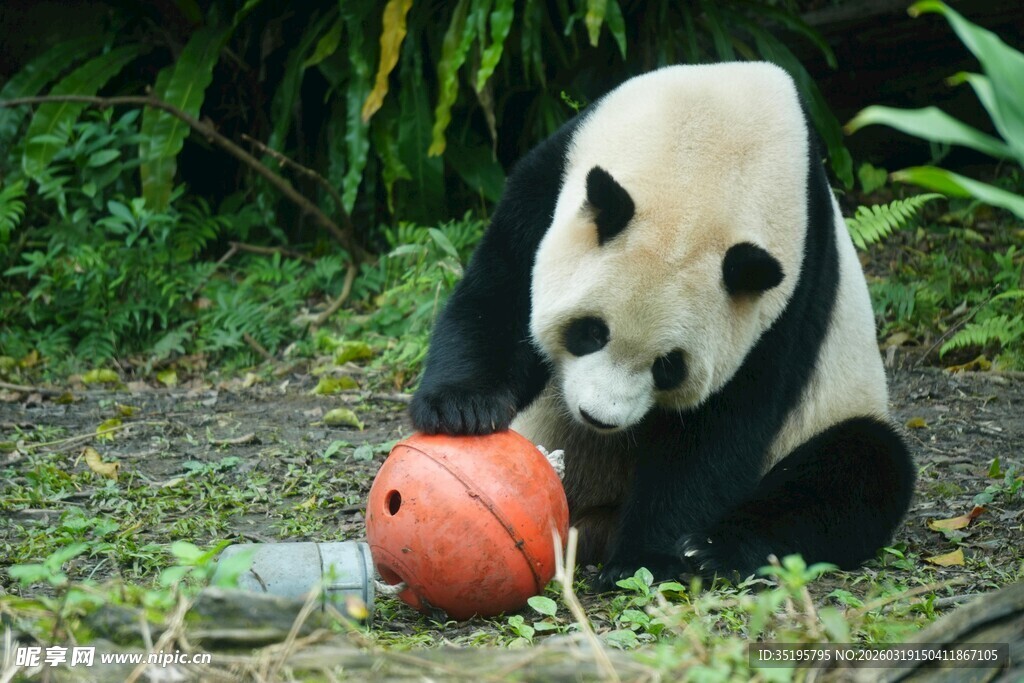 熊猫玩红色圆球