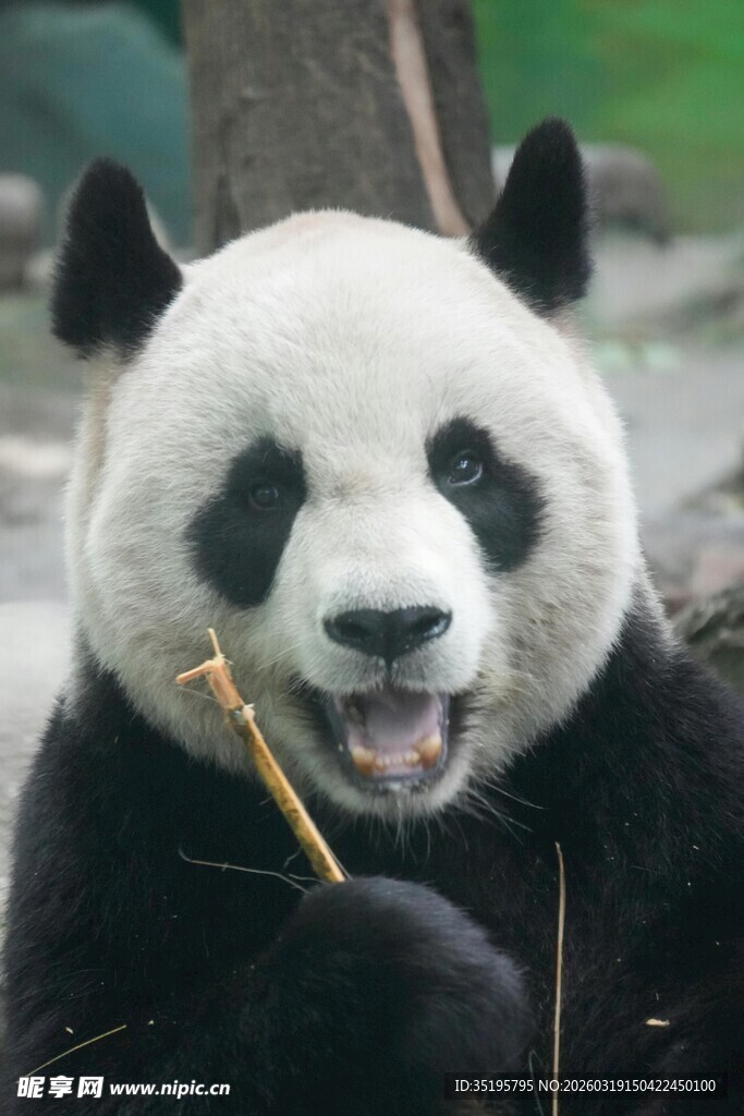 憨态熊猫开心吃竹子