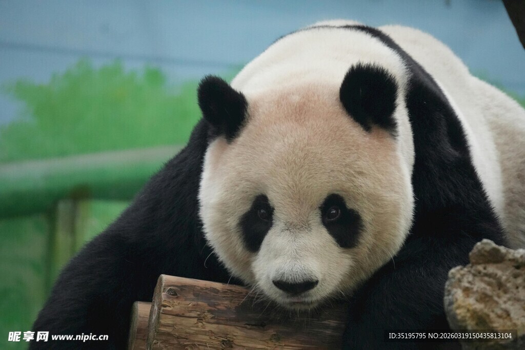 趴着休息的可爱大熊猫