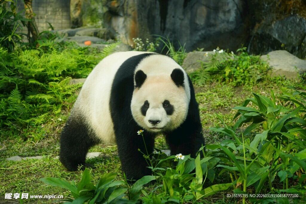 漫步草地的可爱大熊猫