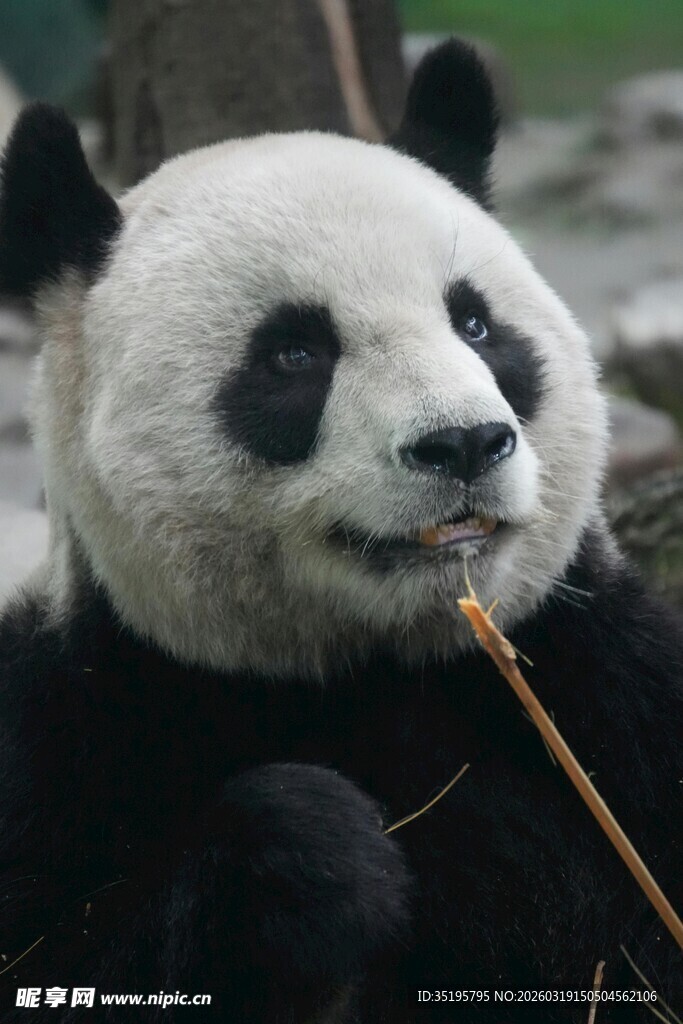 熊猫惬意享用竹子