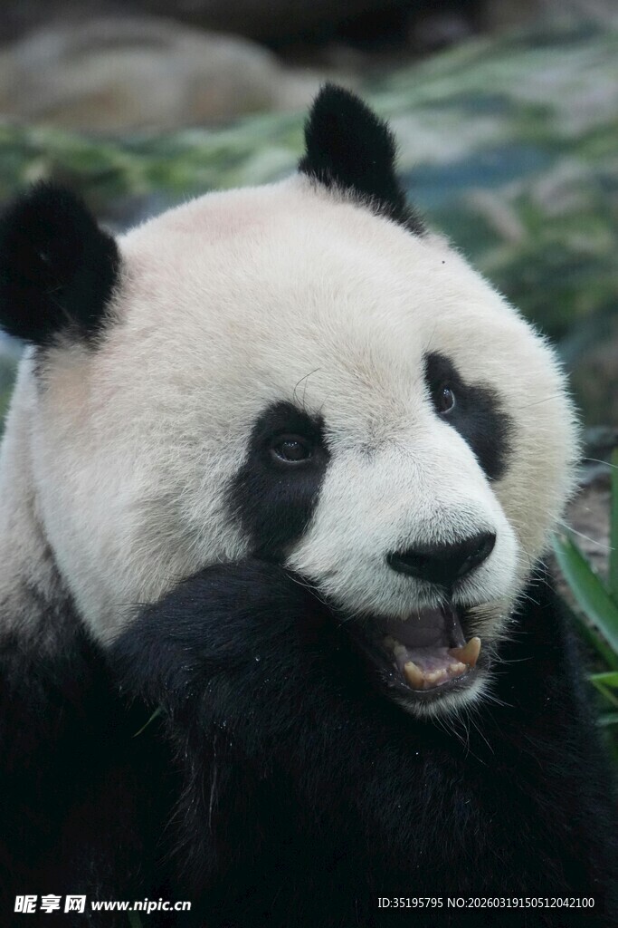 憨态可掬的大熊猫