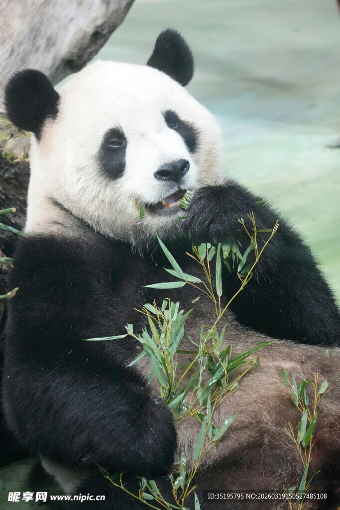 熊猫惬意享用新鲜竹子