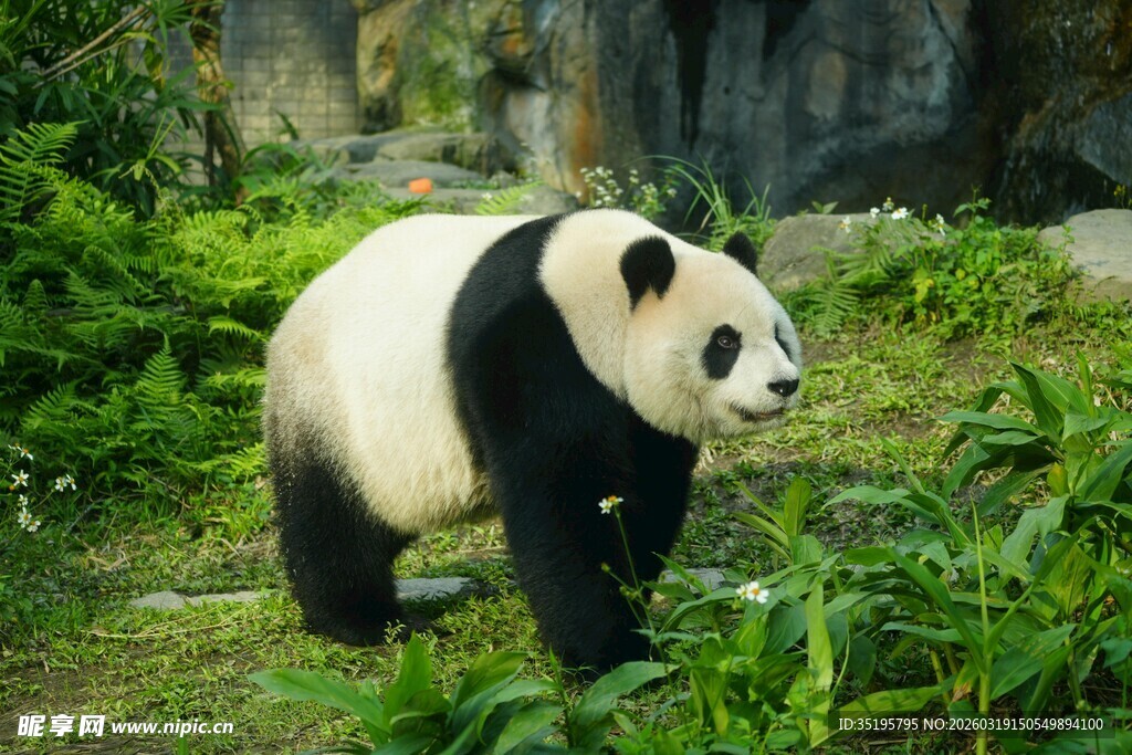 漫步于绿植间的大熊猫