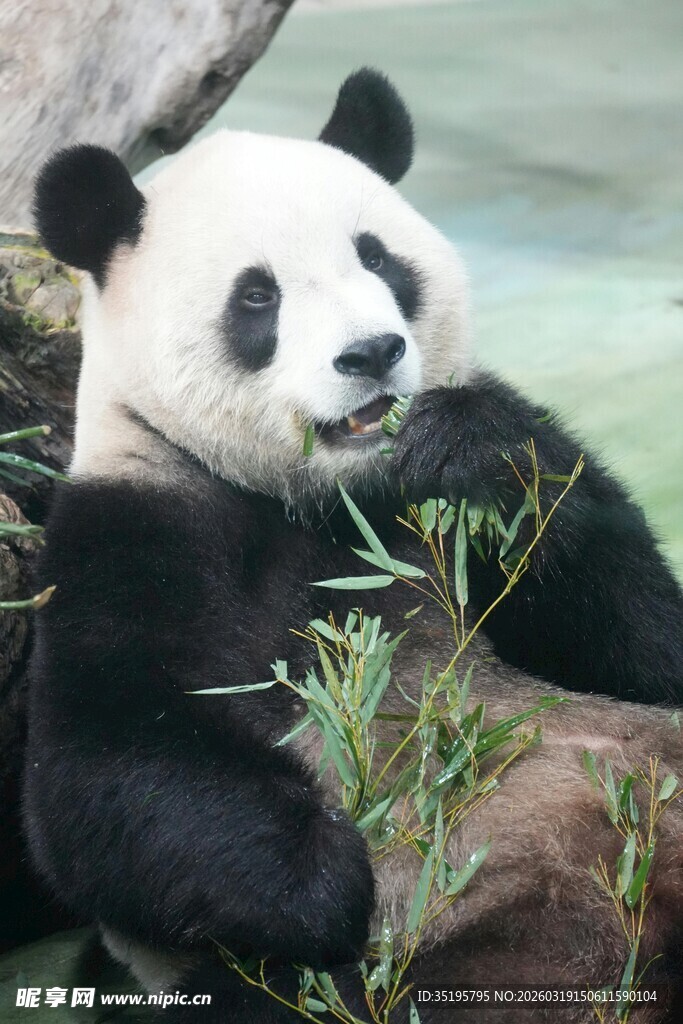 熊猫惬意进食嫩绿竹子