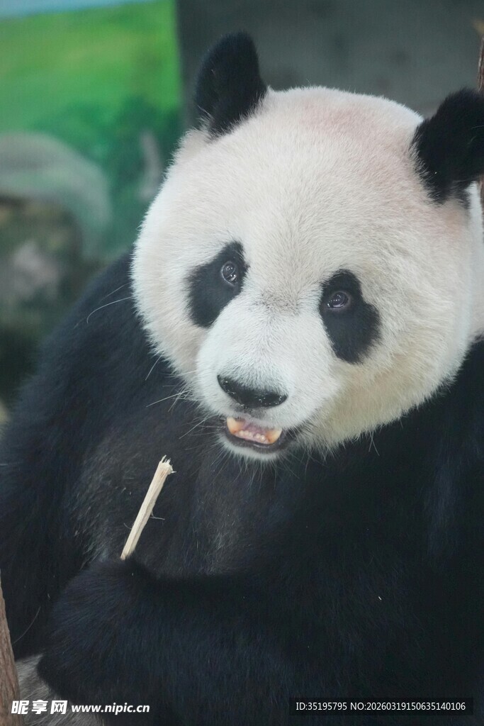 憨态熊猫惬意吃竹子