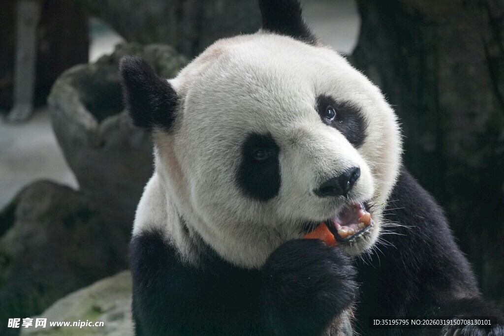 可爱熊猫惬意进食瞬间