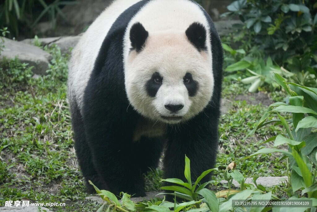 漫步草地的可爱大熊猫