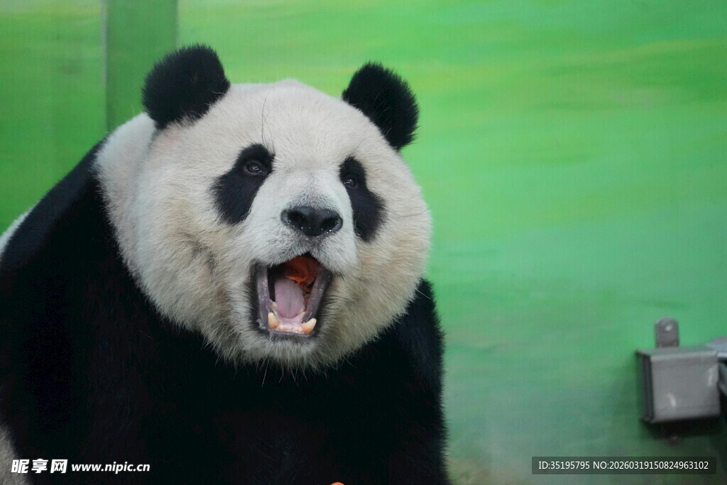 张嘴咆哮的可爱大熊猫