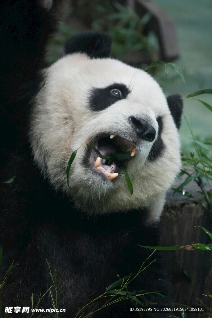 憨态熊猫咧嘴大笑瞬间