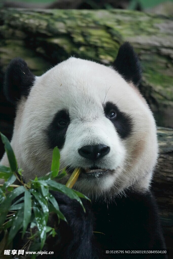 熊猫惬意吃竹叶