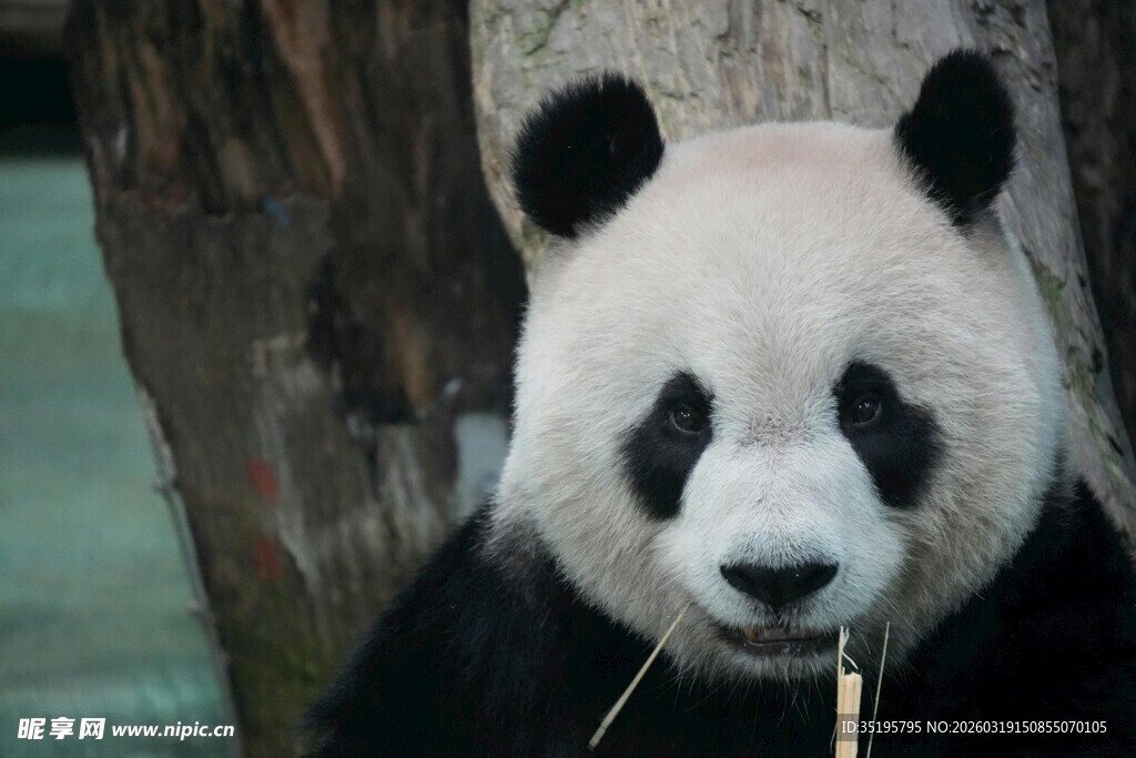 熊猫惬意啃食竹子