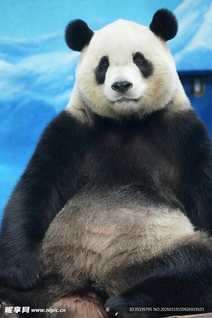 憨态可掬的大熊猫端坐