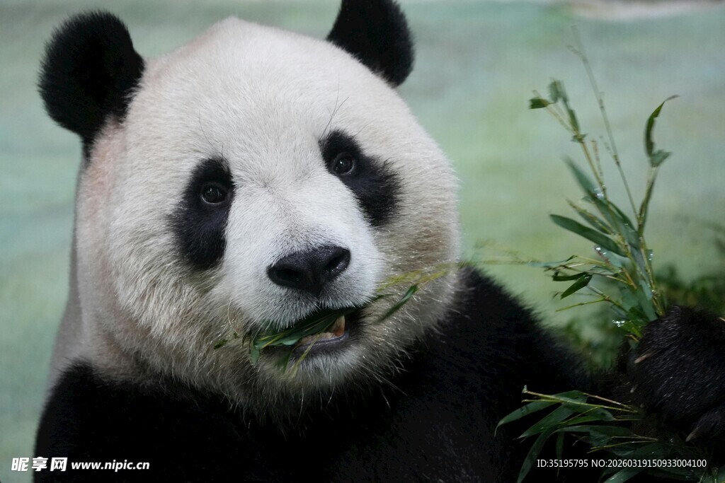 熊猫进食瞬间