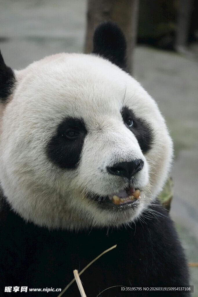 憨态可掬的大熊猫进食瞬间