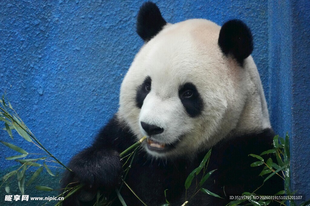 熊猫惬意进食嫩绿竹子