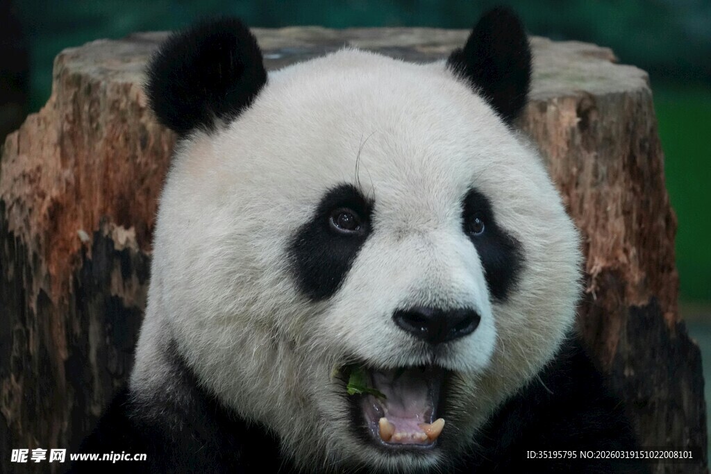 张嘴卖萌的大熊猫