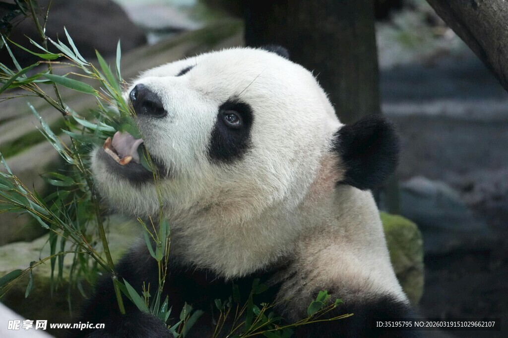 熊猫惬意享用鲜嫩竹子