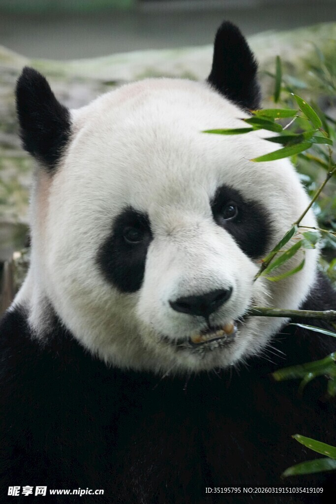 熊猫进食竹子瞬间