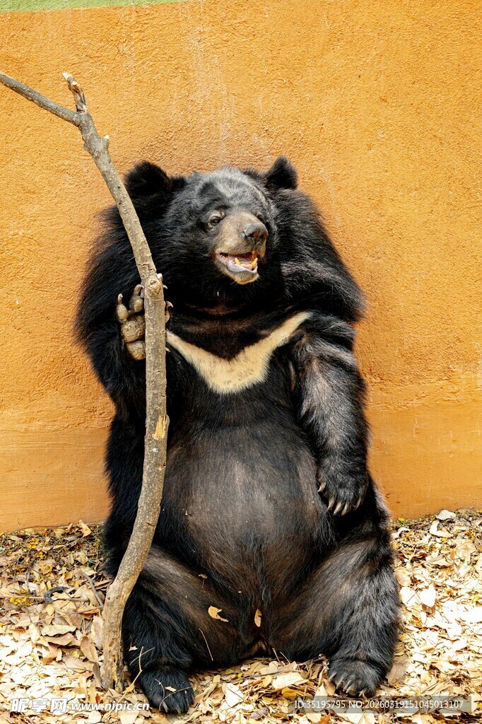 马来貘倚树憨态可掬