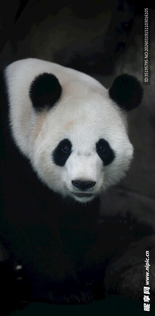 可爱大熊猫特写