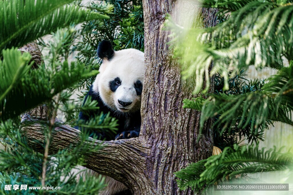 熊猫躲在树干后探出头