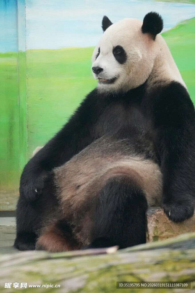 悠闲大熊猫坐享惬意时光