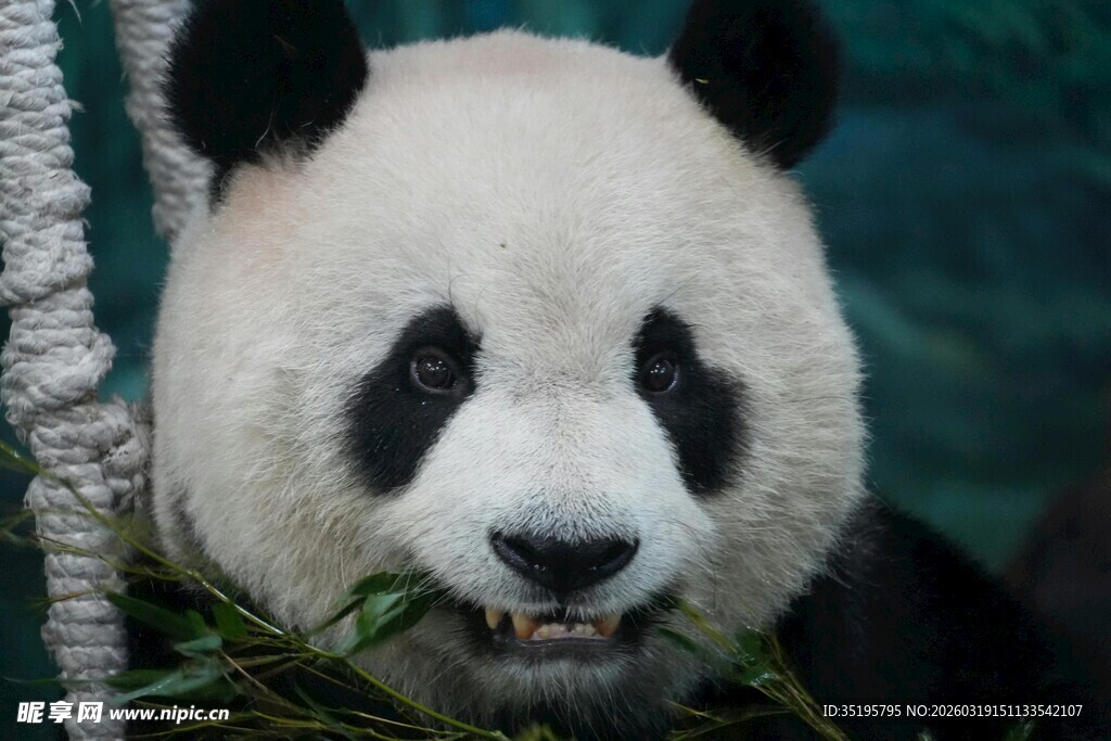 憨态熊猫进食瞬间