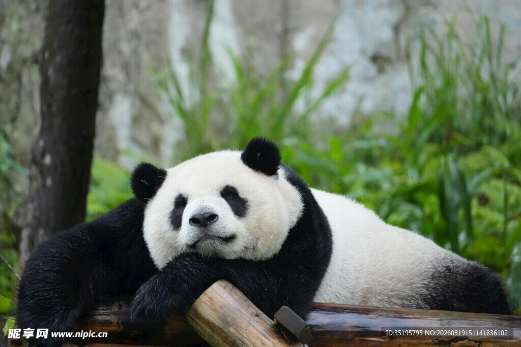 慵懒熊猫惬意趴木上