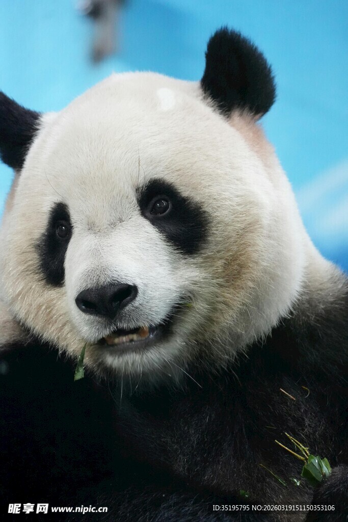 憨态可掬的熊猫