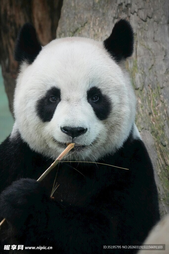 熊猫惬意进食竹子