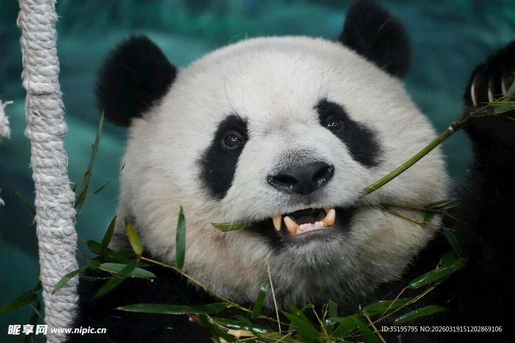 憨态熊猫惬意吃竹叶