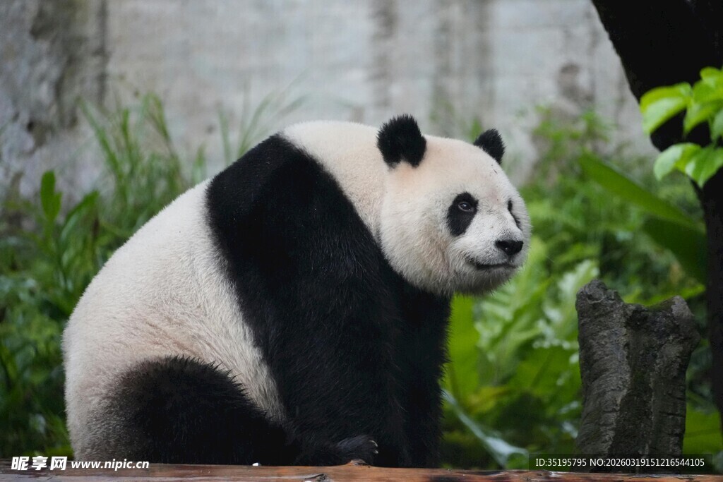 憨态可掬的大熊猫