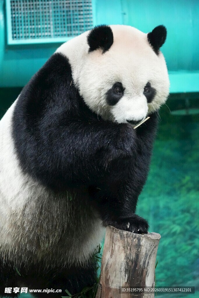 熊猫倚木桩憨态可掬