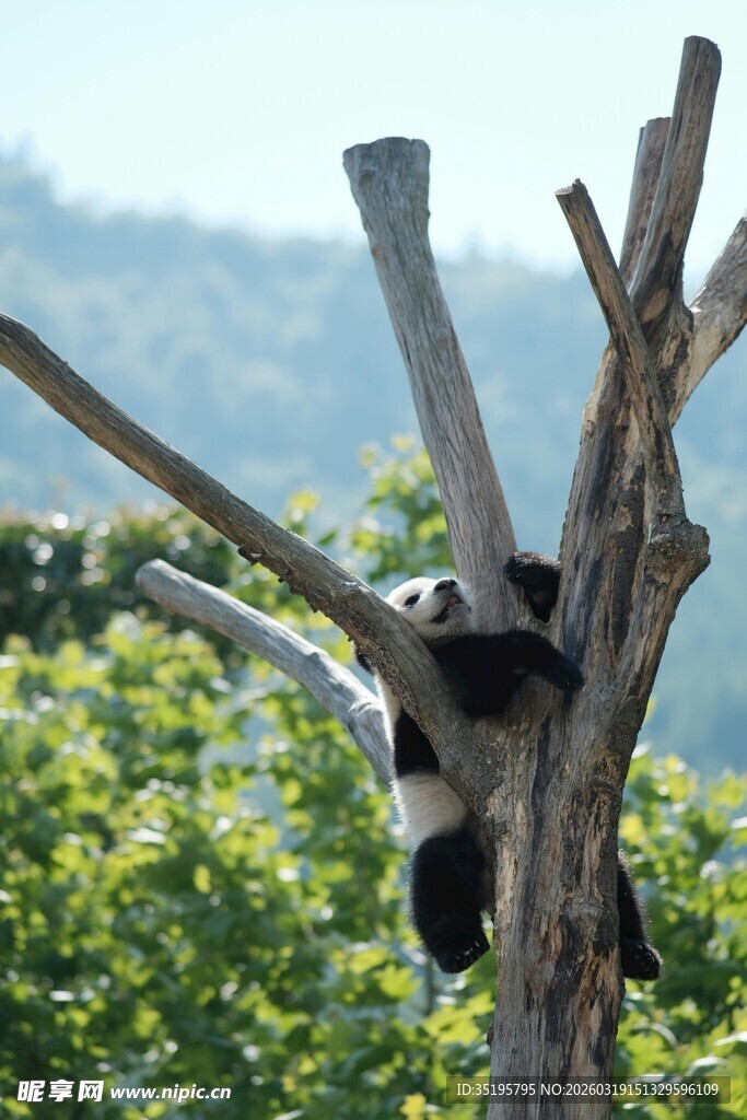熊猫惬意栖于枯树枝头