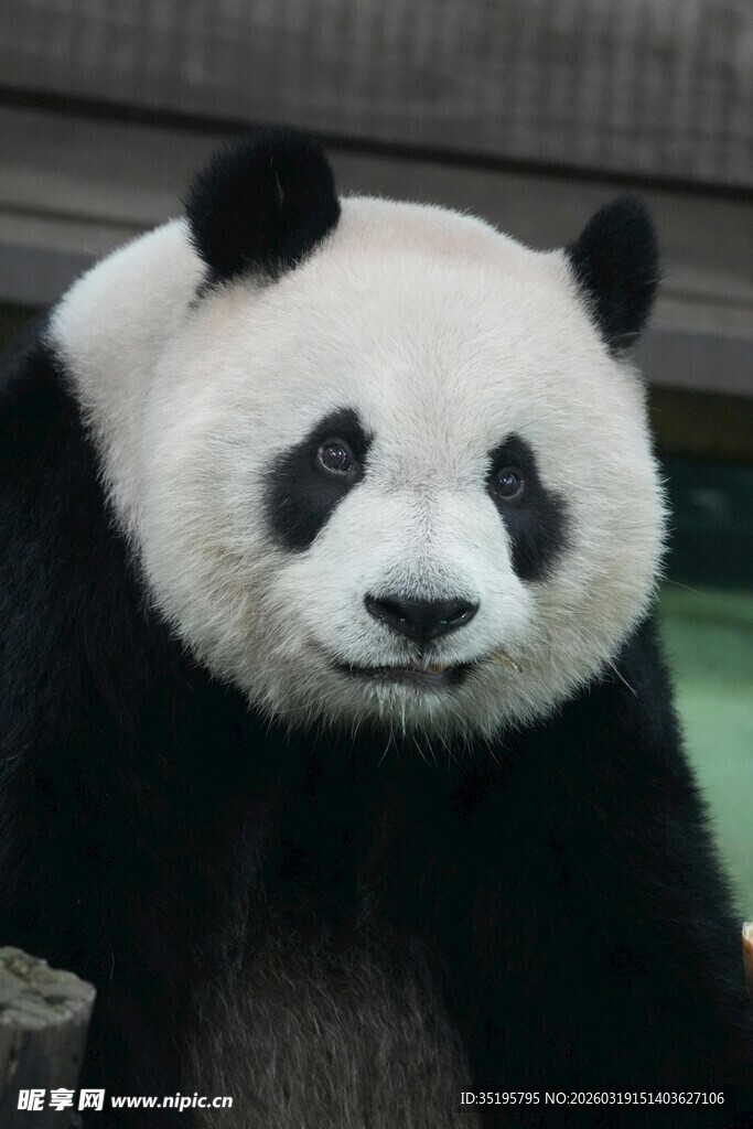 可爱大熊猫特写