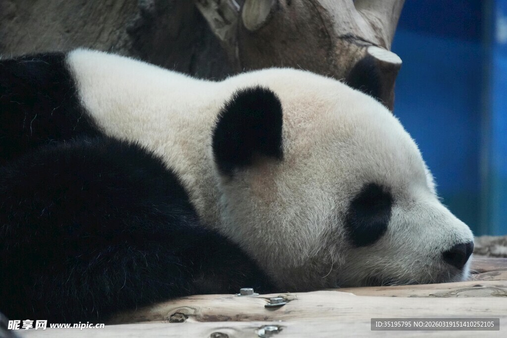 趴着休息的大熊猫