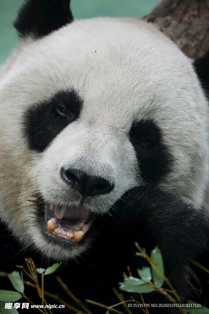 憨态熊猫惬意食竹叶