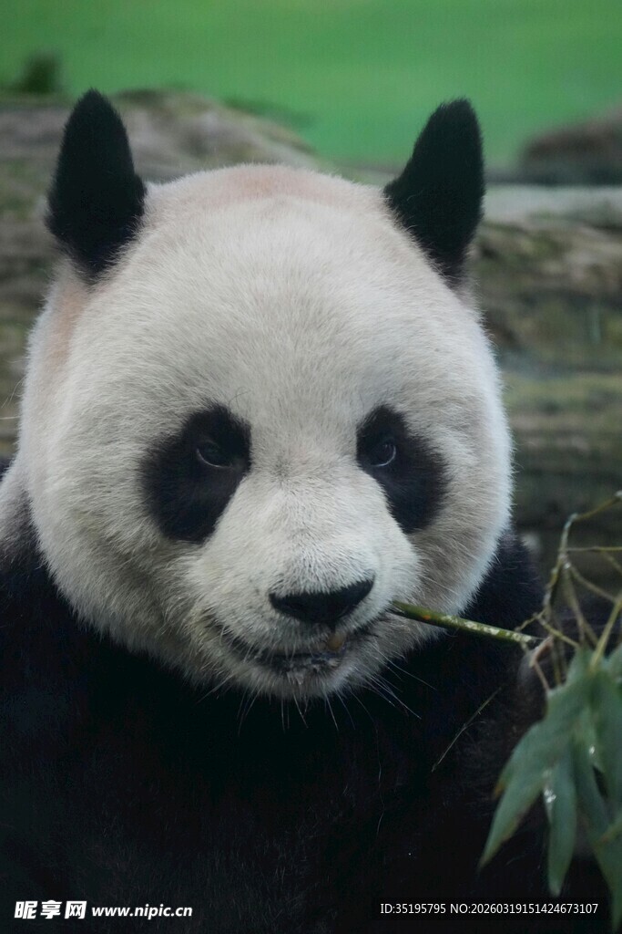 熊猫惬意进食竹子