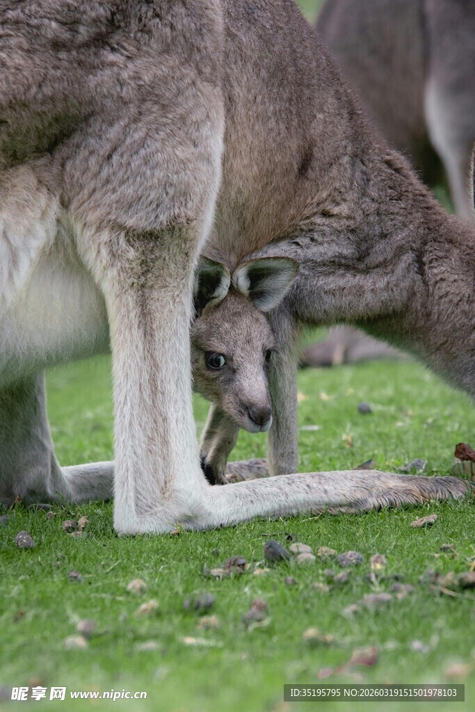 袋鼠母子亲昵互动