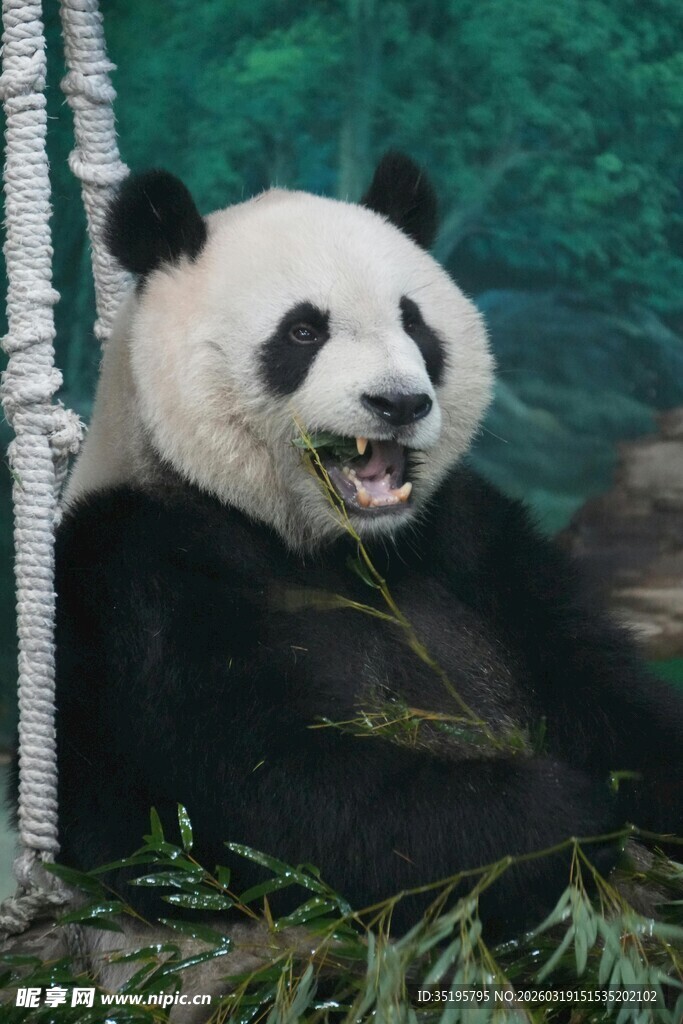 憨态熊猫惬意享食竹子