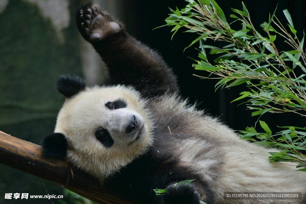 熊猫惬意躺树枝玩耍